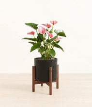 Load image into Gallery viewer, Black stand:walnut