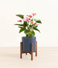 Load image into Gallery viewer, Deep Navy stand:walnut