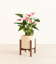 Load image into Gallery viewer, Cream stand:walnut