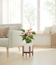 Load image into Gallery viewer, White stand:walnut