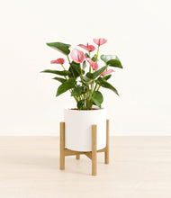 Load image into Gallery viewer, White stand:bamboo