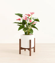 Load image into Gallery viewer, White stand:walnut