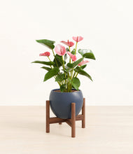 Load image into Gallery viewer, Deep Navy stand:walnut