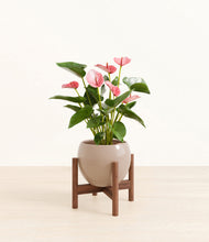 Load image into Gallery viewer, Desert Brown stand:walnut