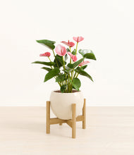 Load image into Gallery viewer, Shiny EggWhite stand:bamboo