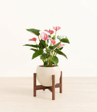 Load image into Gallery viewer, Shiny EggWhite stand:walnut