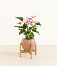 Load image into Gallery viewer, Calm Rose stand:bamboo