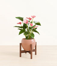 Load image into Gallery viewer, Calm Rose stand:walnut