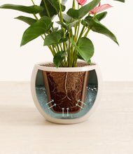 Load image into Gallery viewer, Shiny EggWhite stand:all