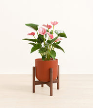 Load image into Gallery viewer, Earth Red stand:walnut