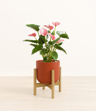 Load image into Gallery viewer, Earth Red stand:bamboo