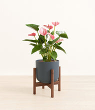 Load image into Gallery viewer, Iron Gray stand:walnut