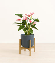 Load image into Gallery viewer, Iron Gray stand:bamboo