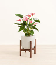 Load image into Gallery viewer, Natural Bamboo stand:walnut