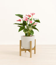 Load image into Gallery viewer, Natural Bamboo stand:bamboo