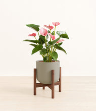 Load image into Gallery viewer, Sage Green stand:walnut