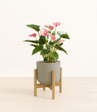 Load image into Gallery viewer, Sage Green stand:bamboo