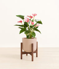 Load image into Gallery viewer, Sandy Pink stand:walnut