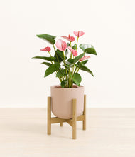 Load image into Gallery viewer, Sandy Pink stand:bamboo