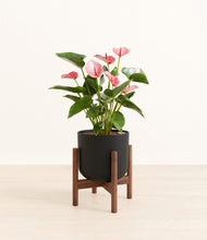 Load image into Gallery viewer, Stone Black stand:walnut