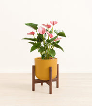 Load image into Gallery viewer, Sunset Orange stand:walnut