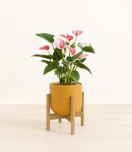 Load image into Gallery viewer, Sunset Orange stand:bamboo