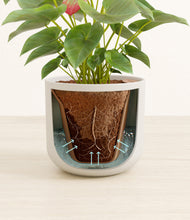 Load image into Gallery viewer, Natural Bamboo