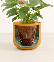 Load image into Gallery viewer, Sunset Orange