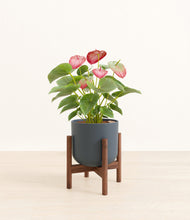 Load image into Gallery viewer, Iron Gray stand:walnut