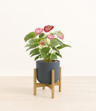 Load image into Gallery viewer, Iron Gray stand:bamboo