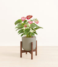 Load image into Gallery viewer, Sage Green stand:walnut