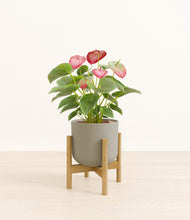 Load image into Gallery viewer, Sage Green stand:bamboo