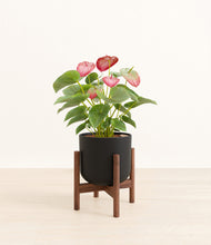 Load image into Gallery viewer, Stone Black stand:walnut