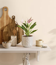 Load image into Gallery viewer, Hammered Ivory