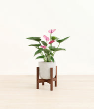 Load image into Gallery viewer, Hammered Ivory stand:walnut