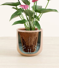 Load image into Gallery viewer, Glossy Pink stand:all