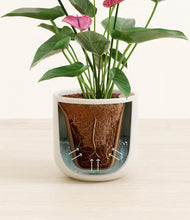 Load image into Gallery viewer, Cotton White stand:all