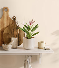 Load image into Gallery viewer, Snowdrift White