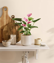 Load image into Gallery viewer, Snowdrift White