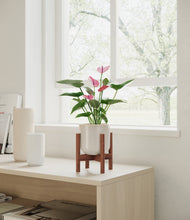Load image into Gallery viewer, Snowdrift White stand:walnut