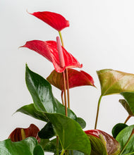 Load image into Gallery viewer, ALL