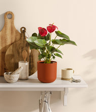 Load image into Gallery viewer, Earth Red