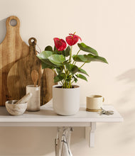 Load image into Gallery viewer, Natural Bamboo