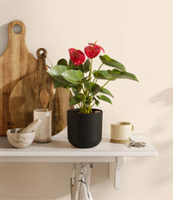 Load image into Gallery viewer, Stone Black