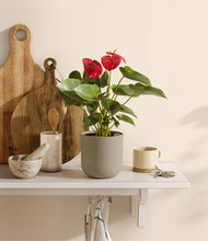 Load image into Gallery viewer, Sage Green