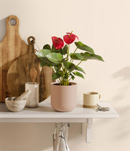 Load image into Gallery viewer, Sandy Pink