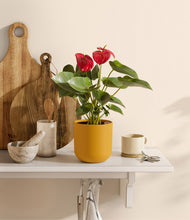 Load image into Gallery viewer, Sunset Orange