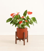 Load image into Gallery viewer, Earth Red stand:walnut