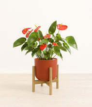 Load image into Gallery viewer, Earth Red stand:bamboo