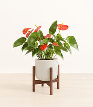 Load image into Gallery viewer, Natural Bamboo stand:walnut